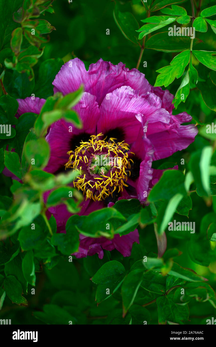 Paeonia suffruticosa Wu Long Peng Sheng,Tree Peony Black Dragon, pink flower,tree peony,spring,garden,gardens,RM Floral Stock Photo
