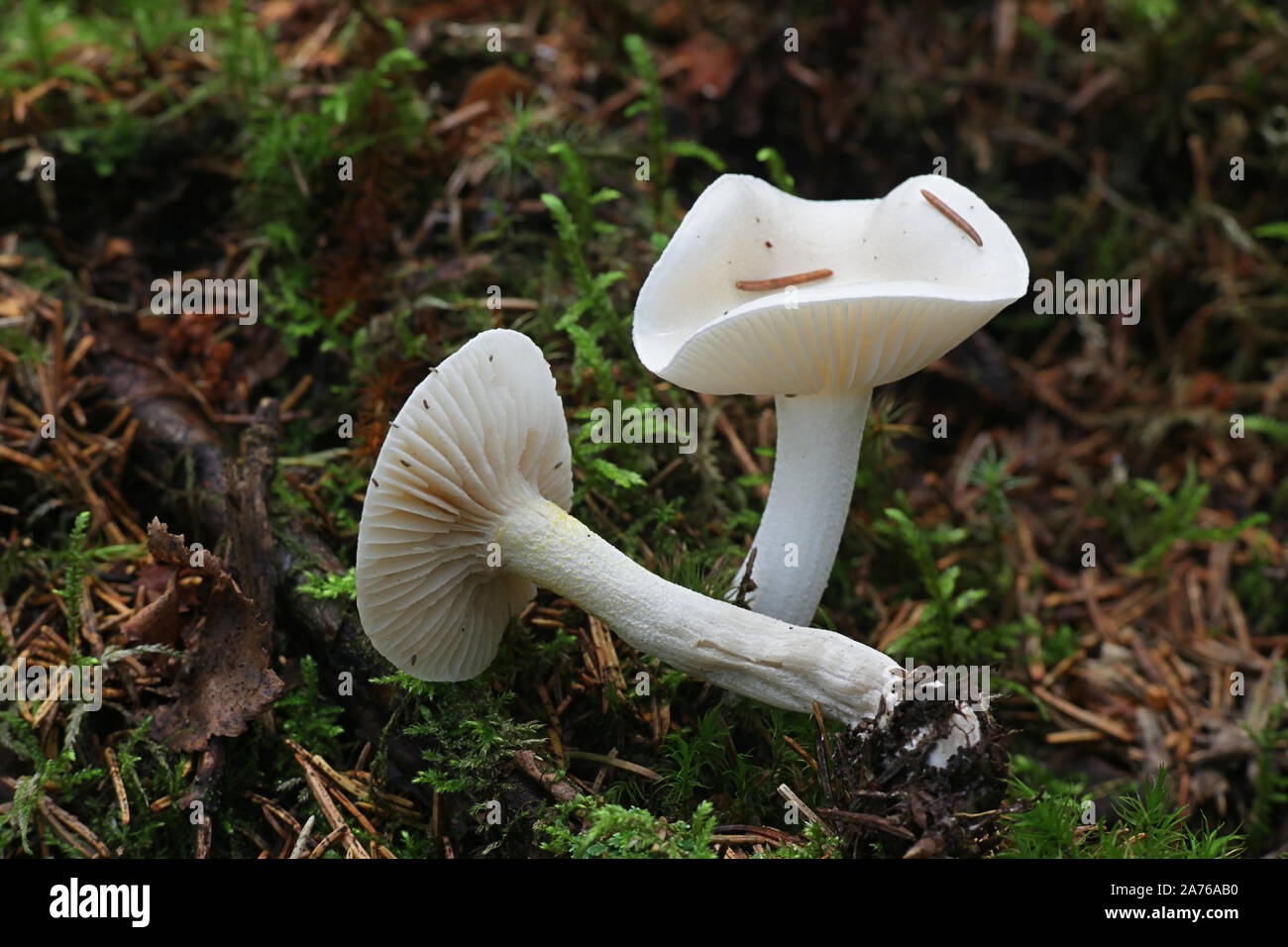 Hygrophorus agathosmus, known as the gray almond waxy cap or the almond woodwax, wild mushroom from Finland Stock Photo