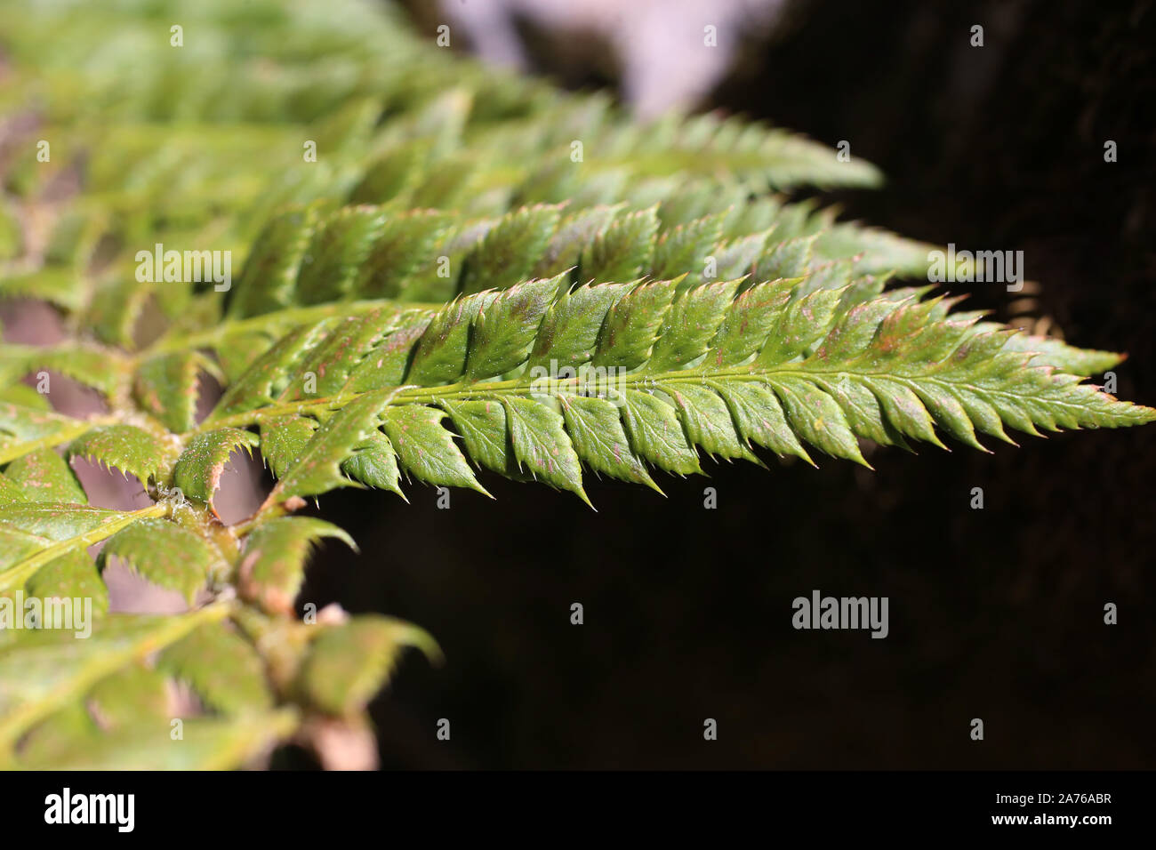 Polystichum aculeatum - wild fern Stock Photo