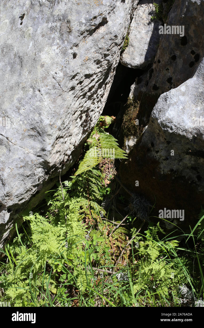 Polystichum aculeatum - wild fern Stock Photo