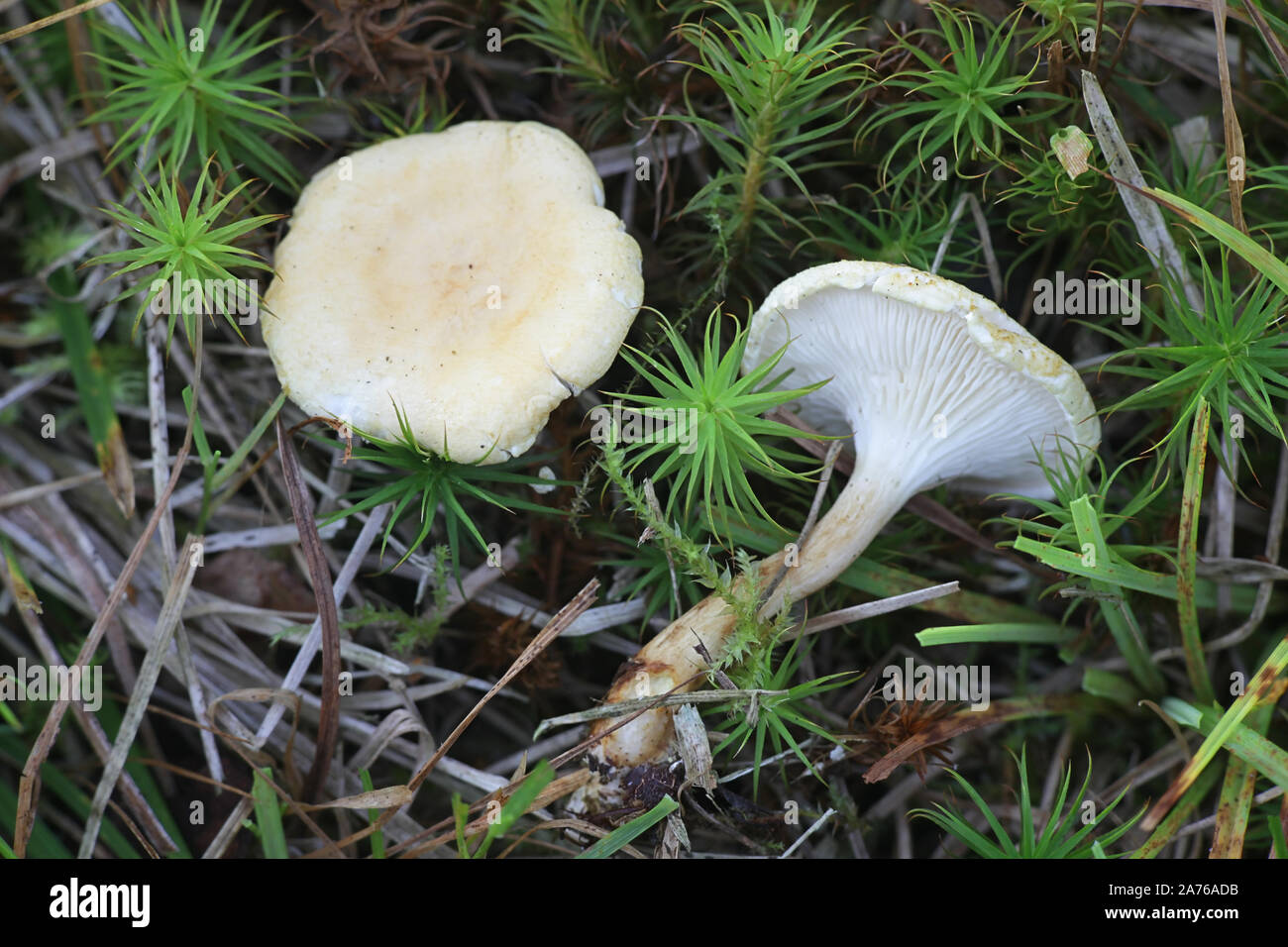 Hygrophoropsis pallida (H. aurantiaca var. pallida), known as False Chanterelle, wild mushroom from Finland Stock Photo