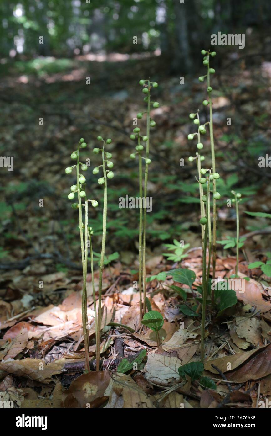 Pyrola rotundifolia - wild flower Stock Photo - Alamy