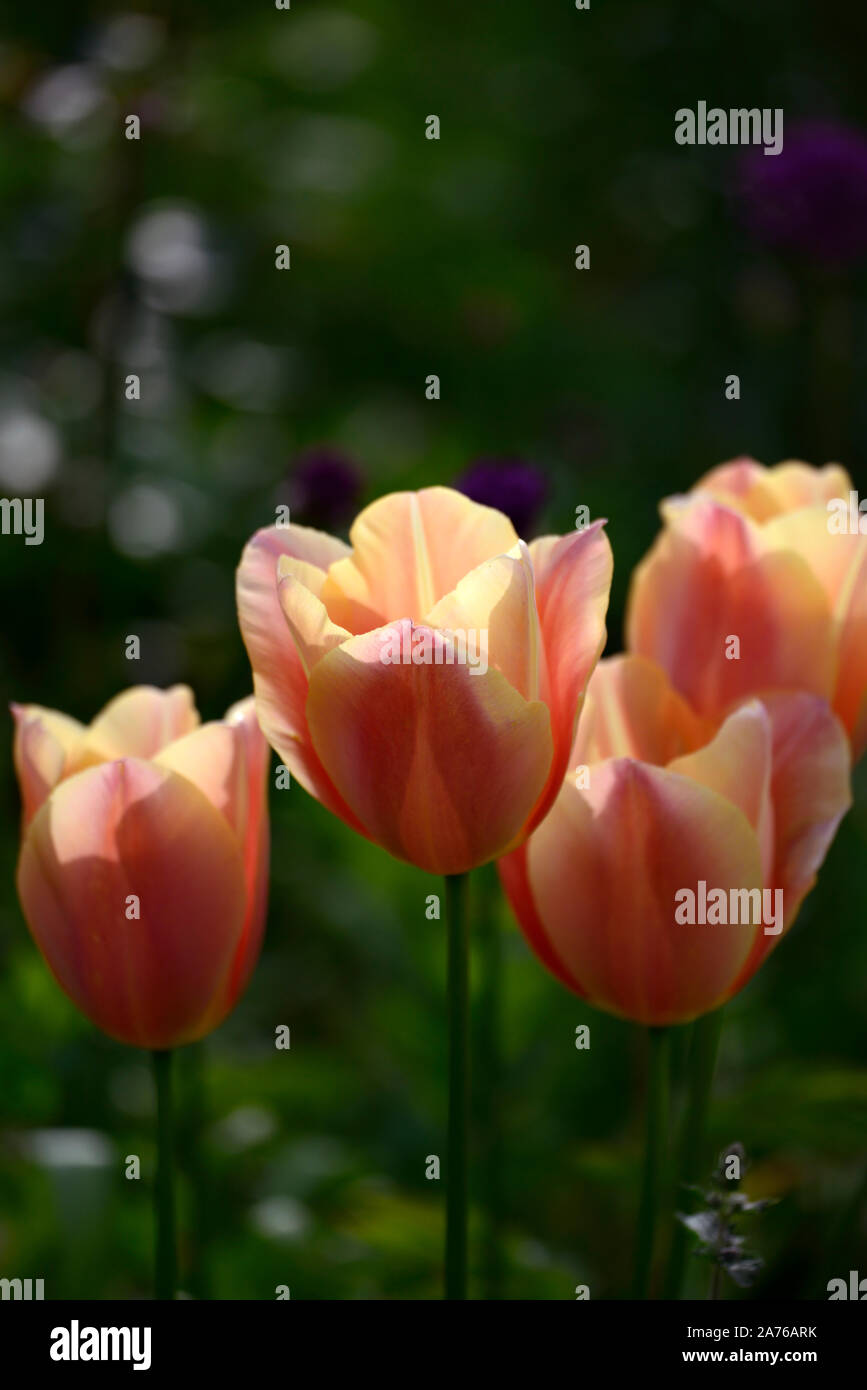 Tulip Daydream,tulipa daydream,Darwin Hybrid,apricot-orange flowers,flowering,spring,bulbs,RM floral Stock Photo