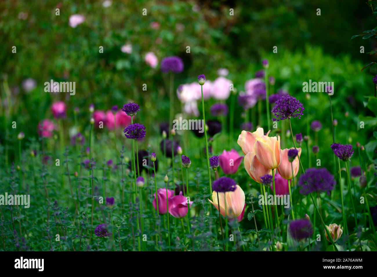 Tulip Daydream,tulipa daydream,Darwin Hybrid,apricot-orange flowers,flowering,spring,bulbs,purple allium,alliums,mix,mixed,RM floral Stock Photo