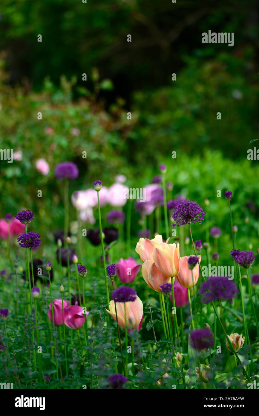Tulip Daydream,tulipa daydream,Darwin Hybrid,apricot-orange flowers,flowering,spring,bulbs,purple allium,alliums,mix,mixed,RM floral Stock Photo