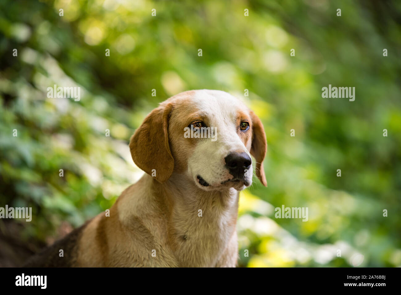 A beautiful abandoned dog, with nice eyes posing for the camera, with a very  gentle expression on his face. Stock Photo