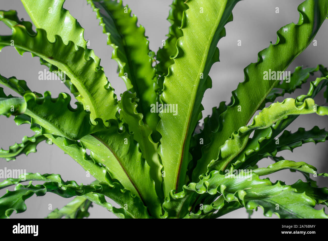 soft focus houseplant Asplenium nidus isolated on background Stock Photo
