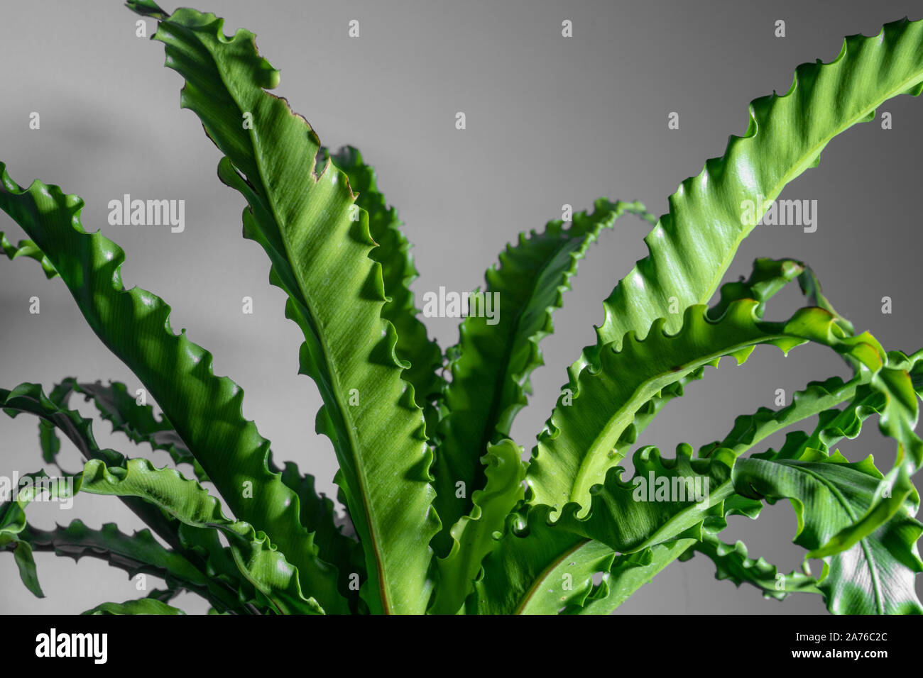 houseplant Asplenium nidus isolated on background Stock Photo