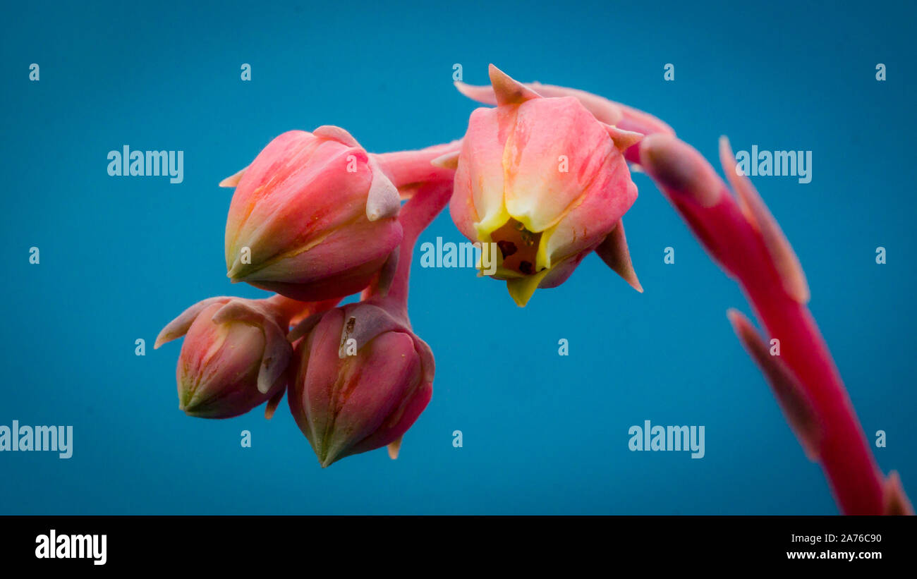 Sukkulenten-Bluete Stock Photo