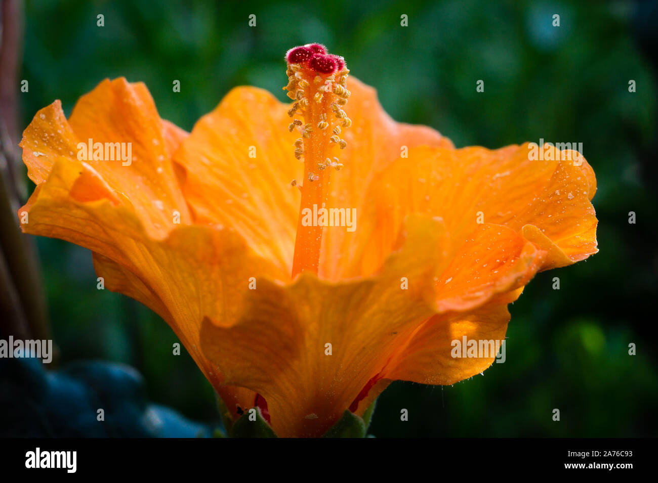 Makro einer Hibiskusbluete Stock Photo