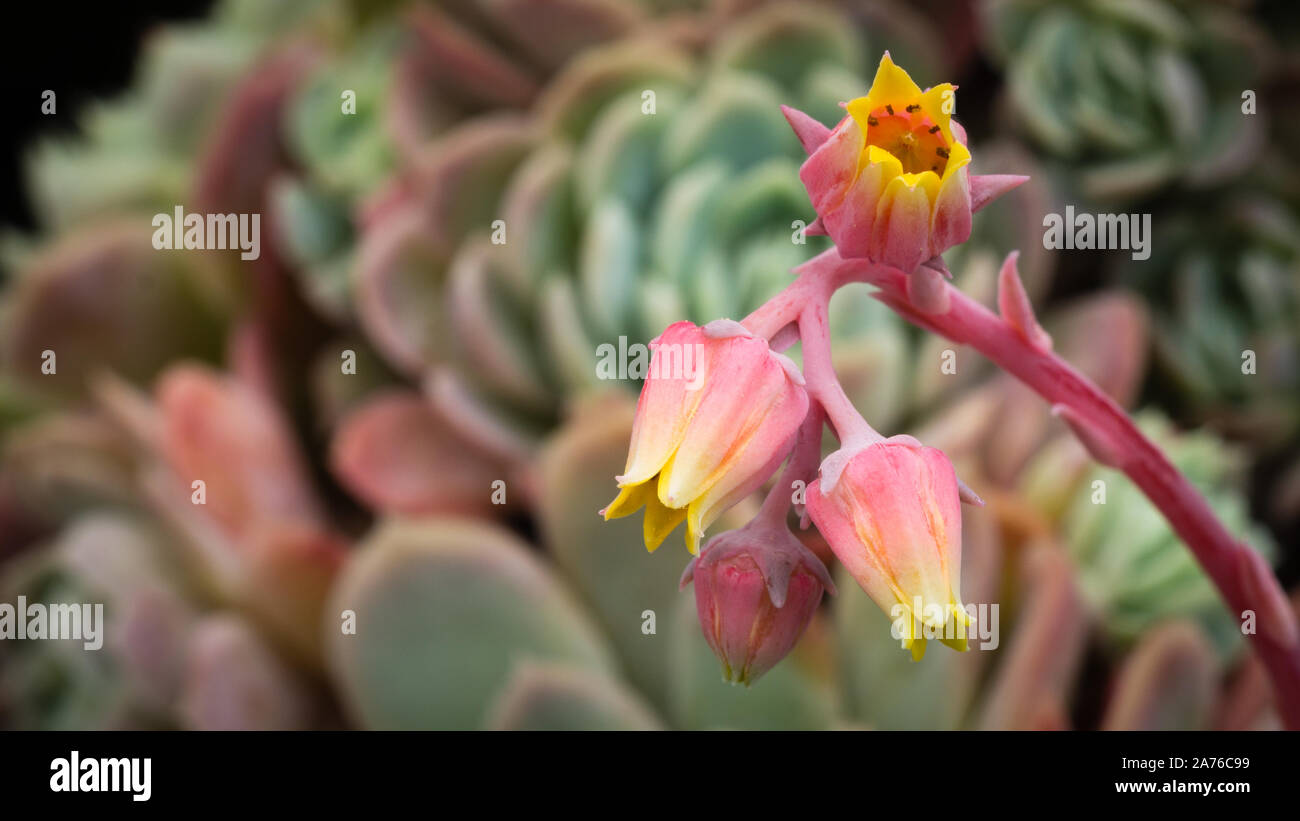 Sukkulenten-Bluete Stock Photo