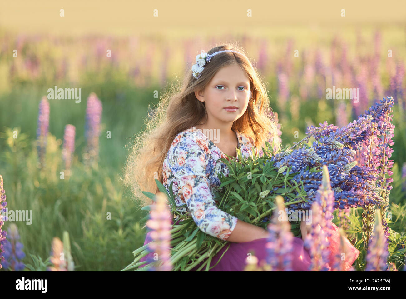 Beautiful girl in dress holding a lupine at sunset on the field. The ...