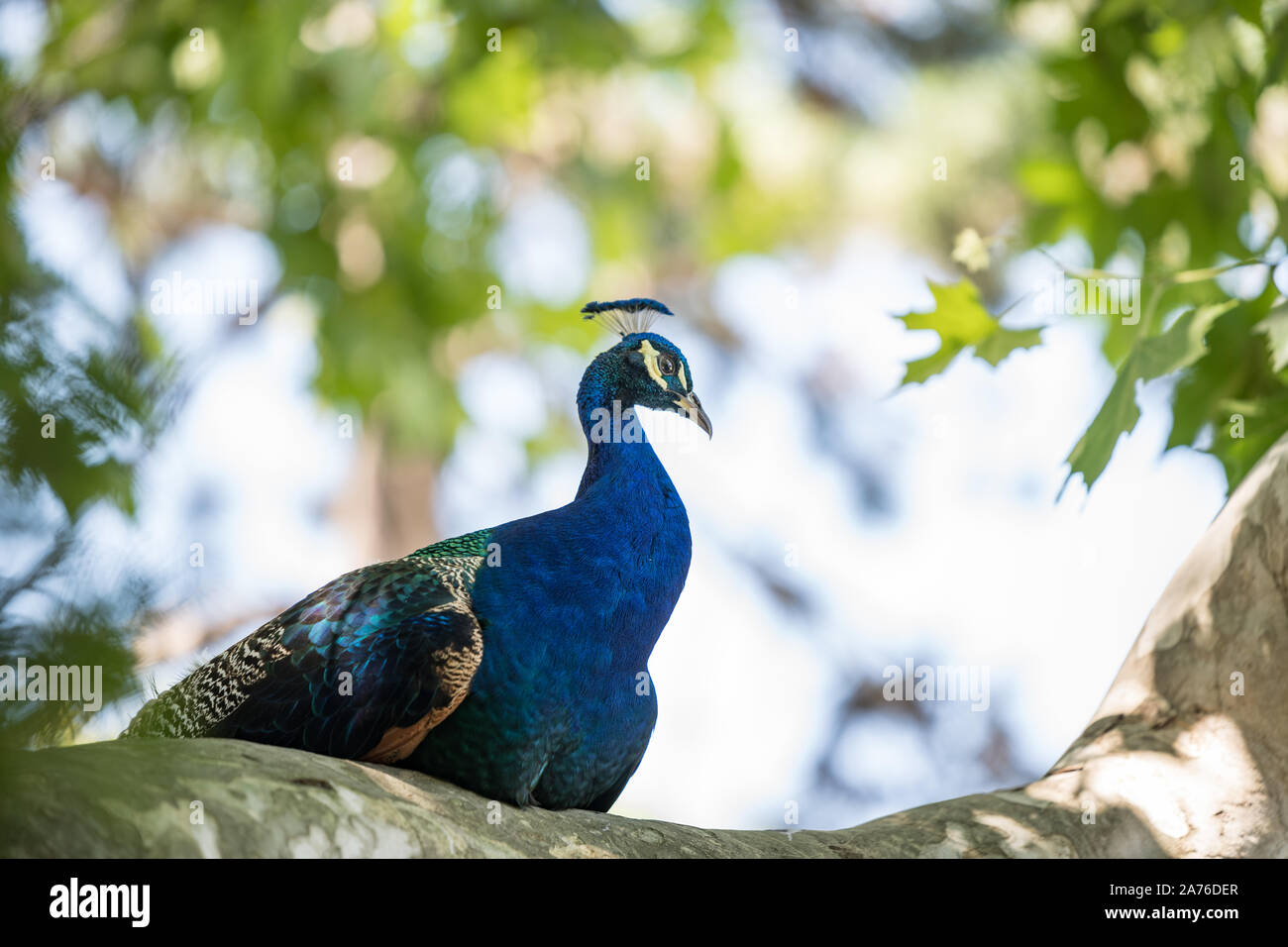 Beautiful peacock, dark blue color, sitting on a branch and enjoying midday Stock Photo