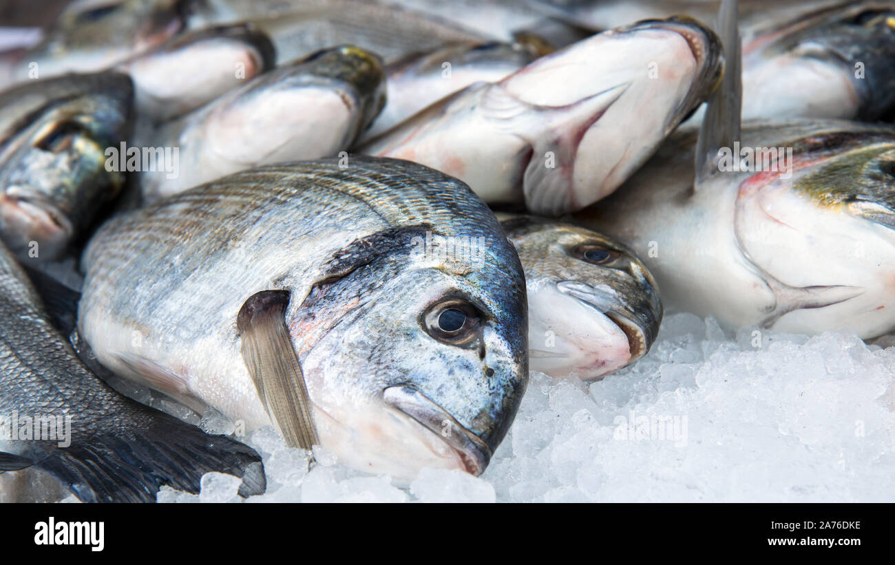 closeup on seabass, fresh fish sold in a market Stock Photo Alamy