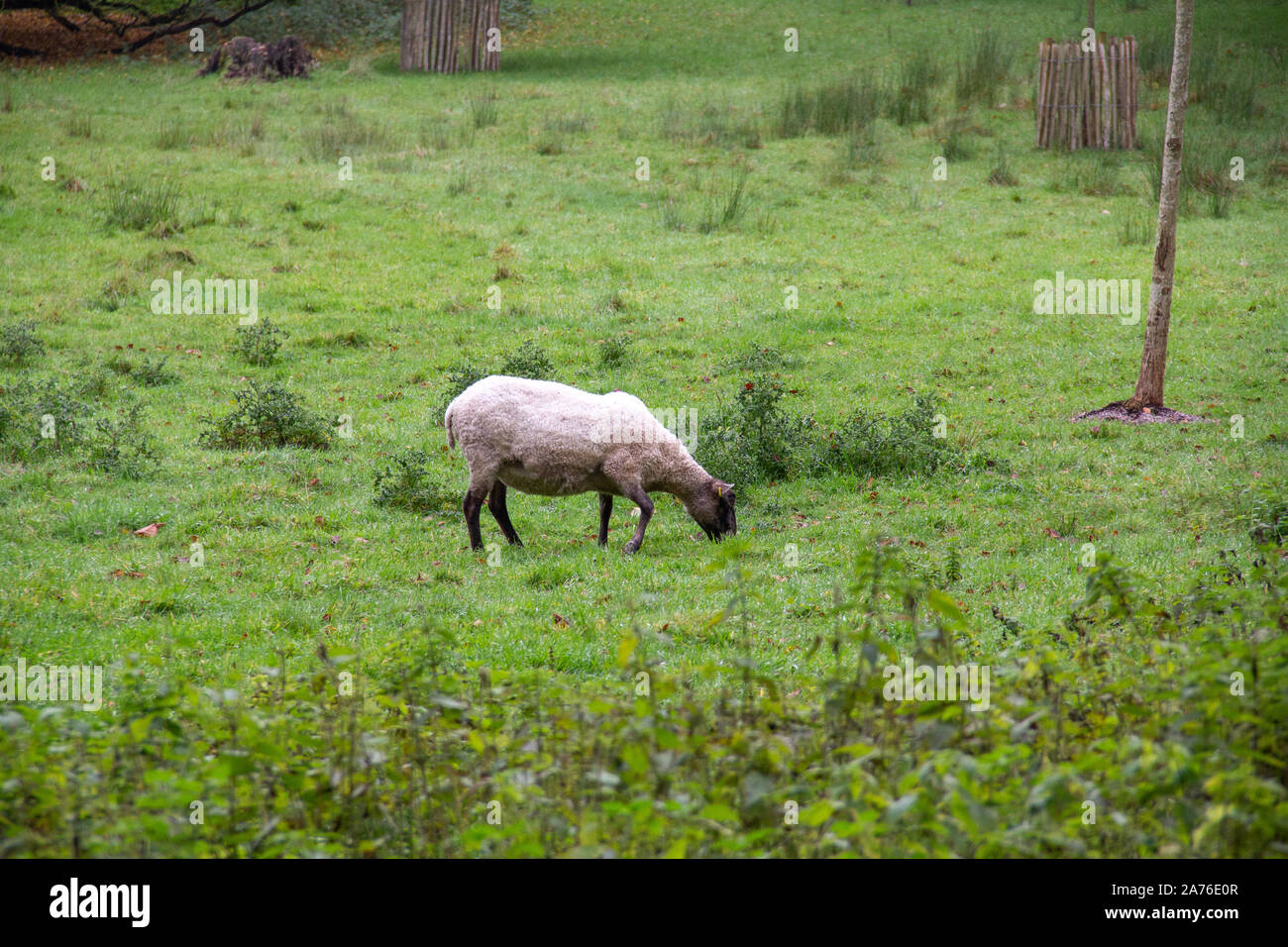 A sheep eating grass hi-res stock photography and images - Alamy