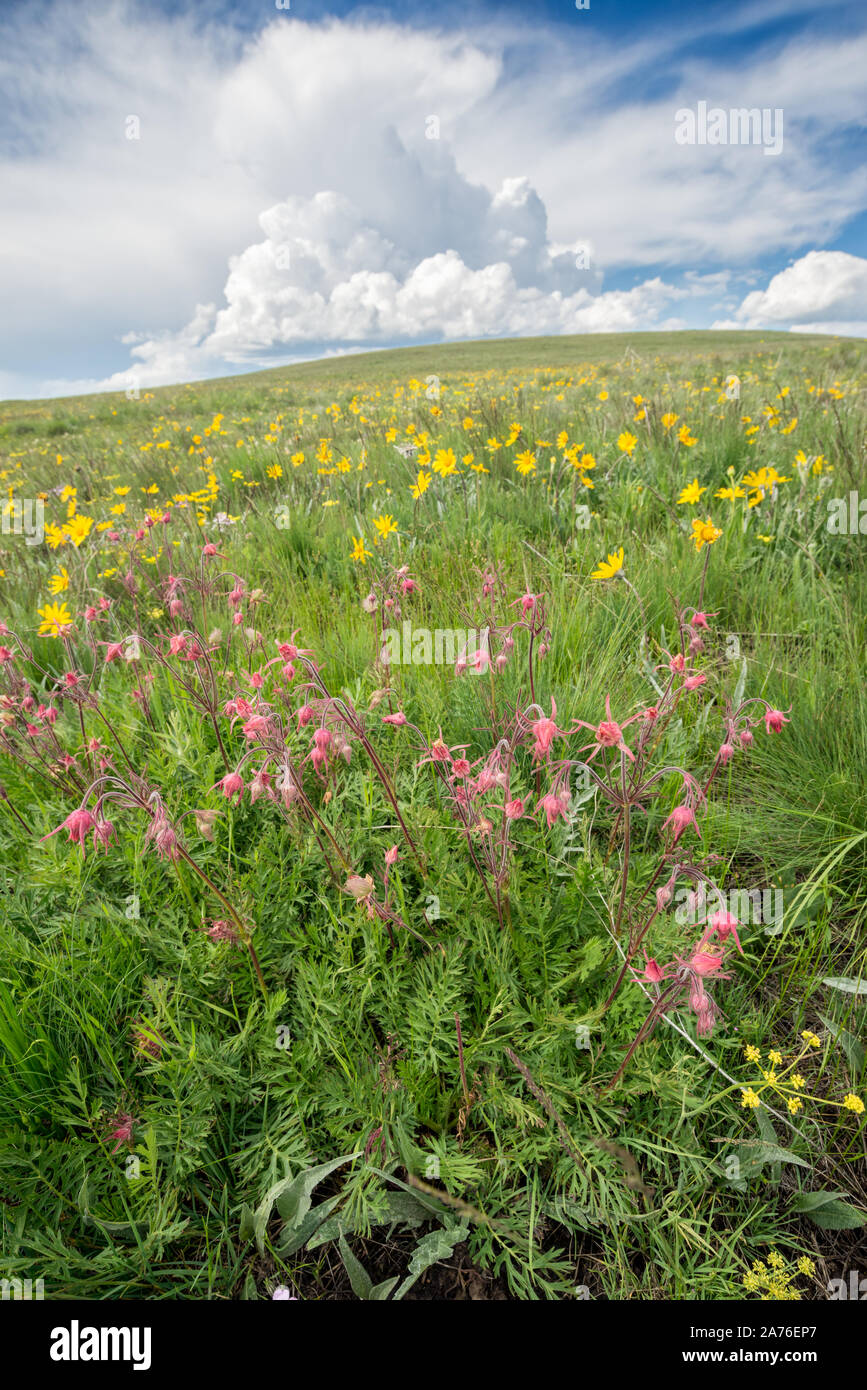 Storm clouds over the wildflower studded Zumwal Prairie in Northeast Oregon. Stock Photo
