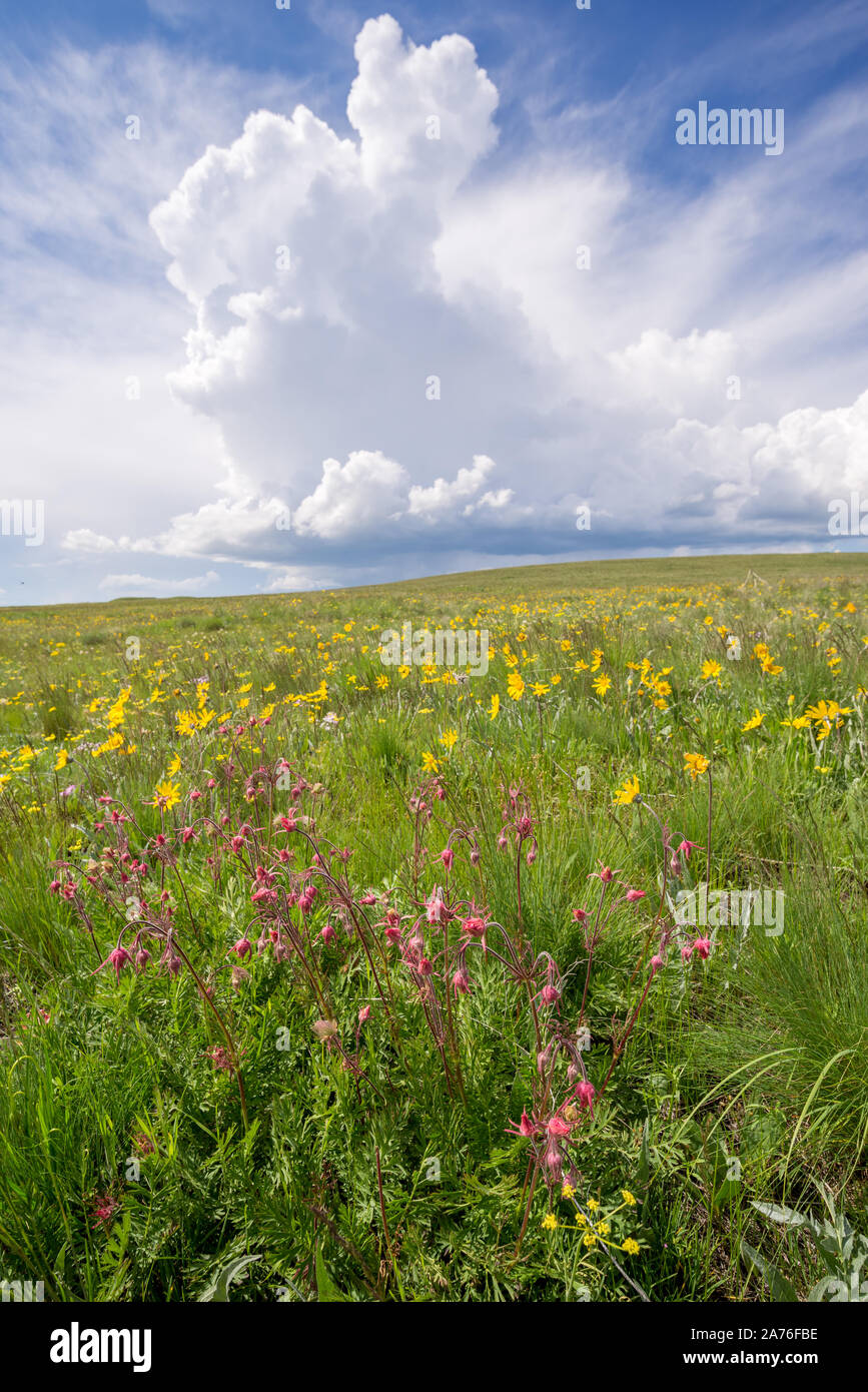 Storm clouds over the wildflower studded Zumwal Prairie in Northeast Oregon. Stock Photo