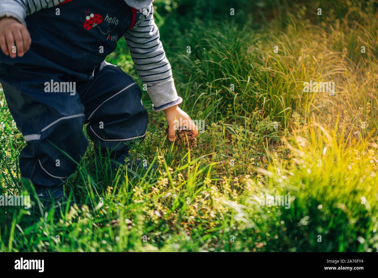 Young child between one and two years old collecting pine cones throwing them in a milk can in the garden of a farm while the warm summer sun is Stock Photo