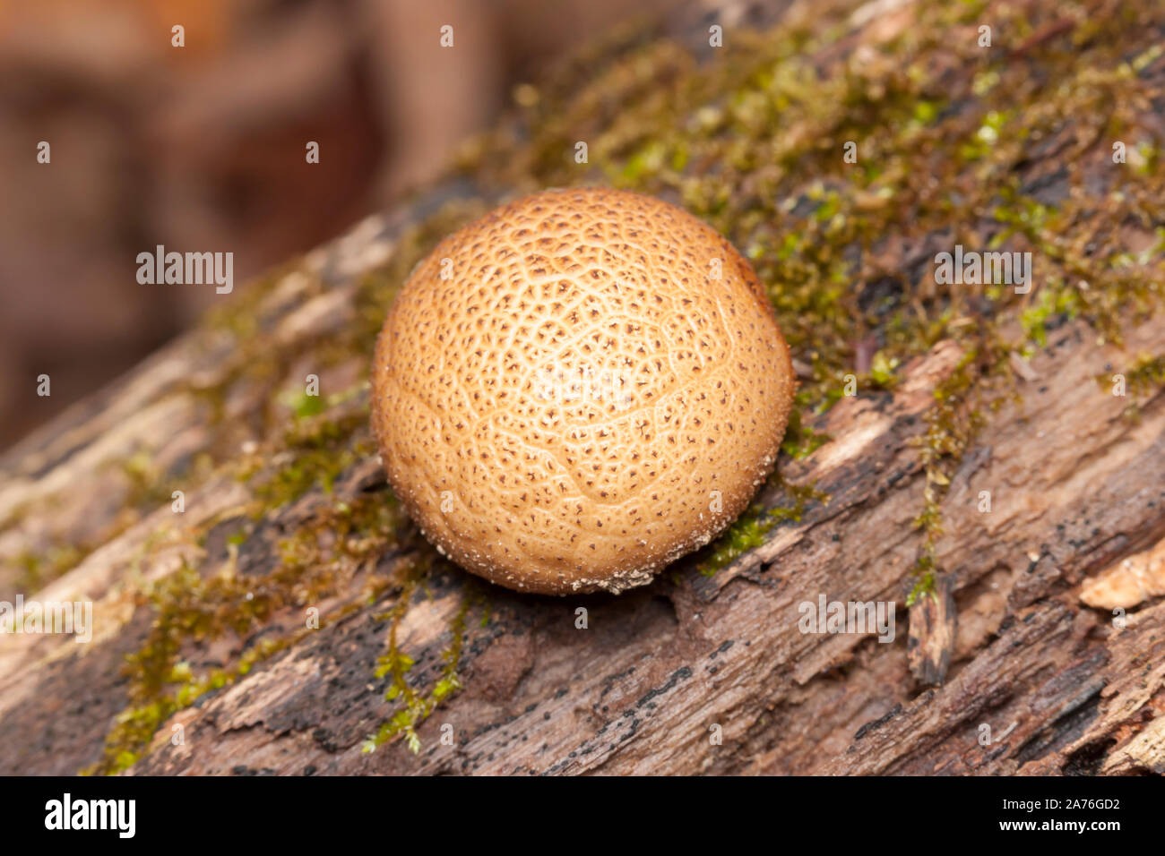 A Common Earthball (Scleroderma citrinum) growing on a decaying log. Stock Photo