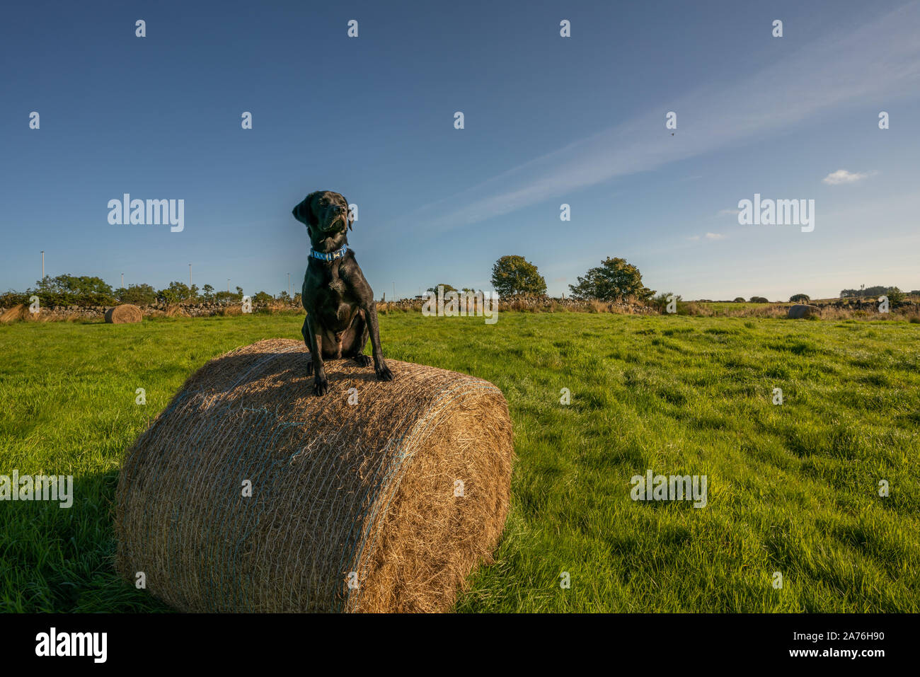 Black Lab on hay harvest Stock Photo - Alamy