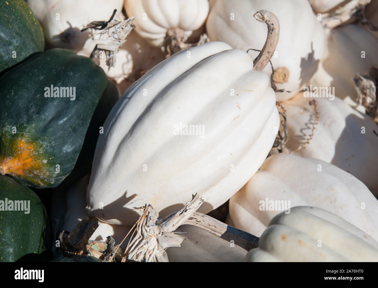 White acorn squash harvest vegetable lying next to a dark green classic acorn squash. Stock Photo