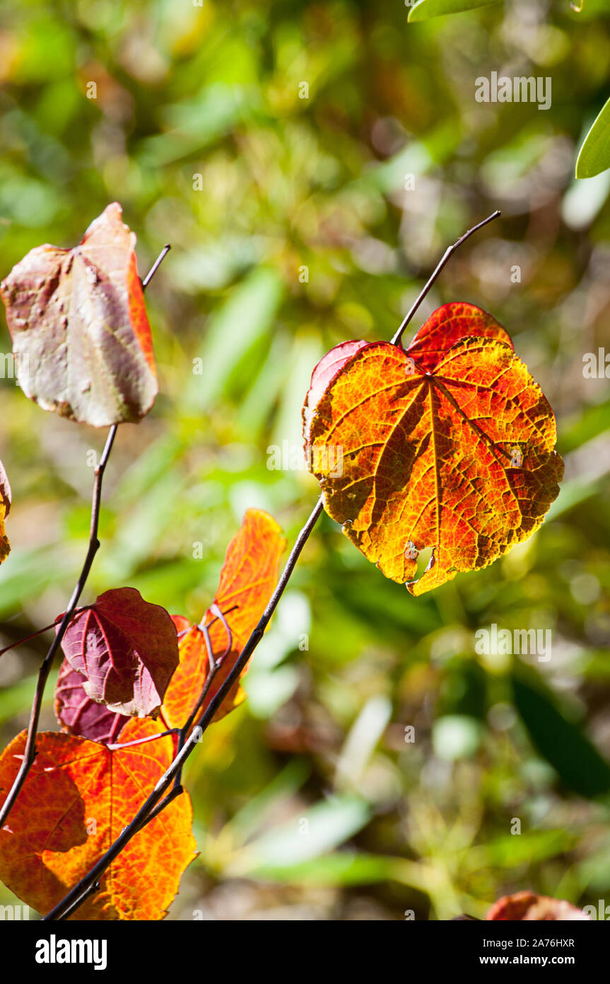 Autumn leaf on twig nature photo.  Leaf is red and yellow with the background intentionally blurred for artistic effect. Stock Photo