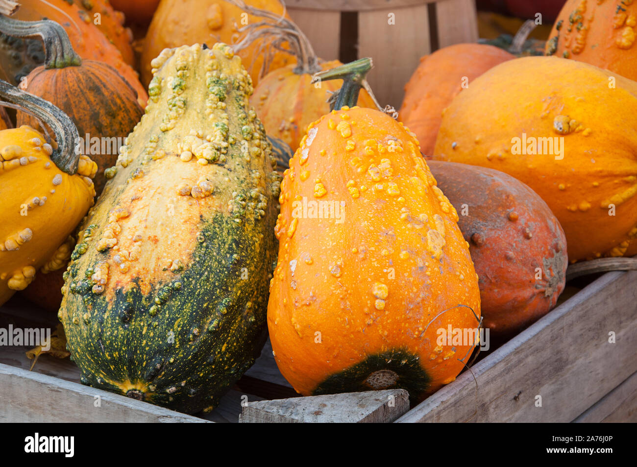 Bumpy gourds and squash in the autumn still life of harvest garden