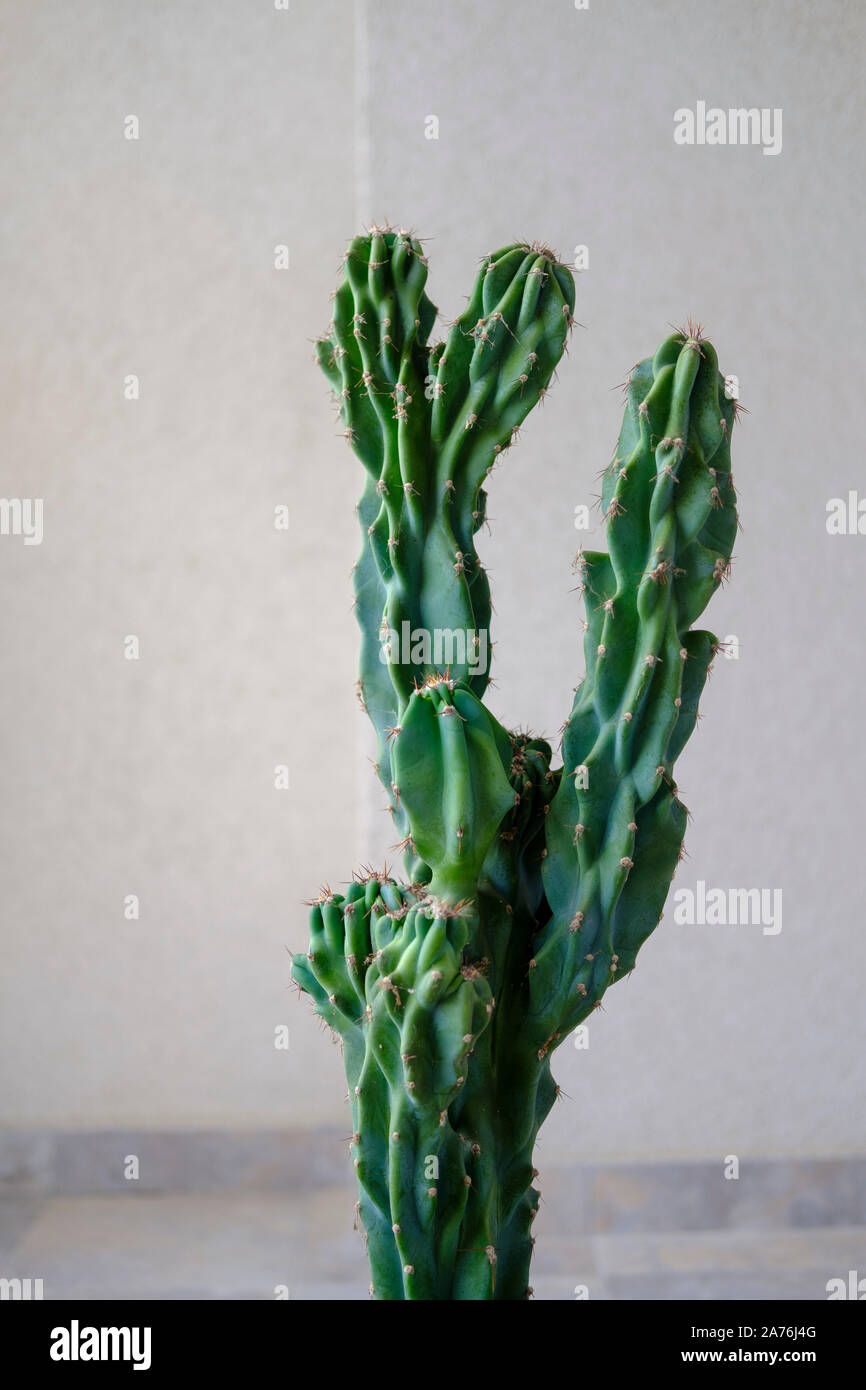 Cactus plant-Cereus repandus Stock Photo