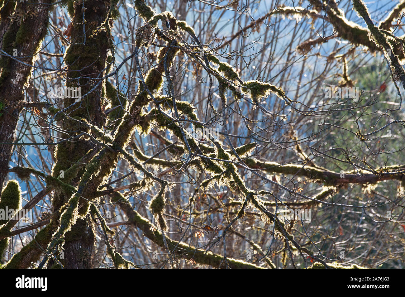 Nature moss backlit on tree branches in this beautiful forest landscape photo. Stock Photo