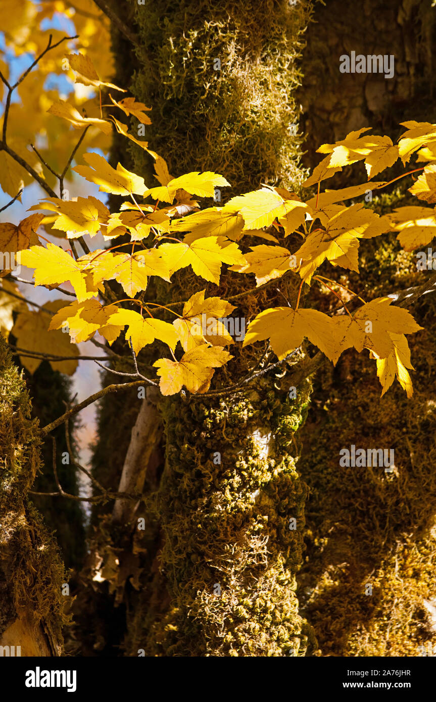 Yellow tree leaves hi-res stock photography and images - Alamy