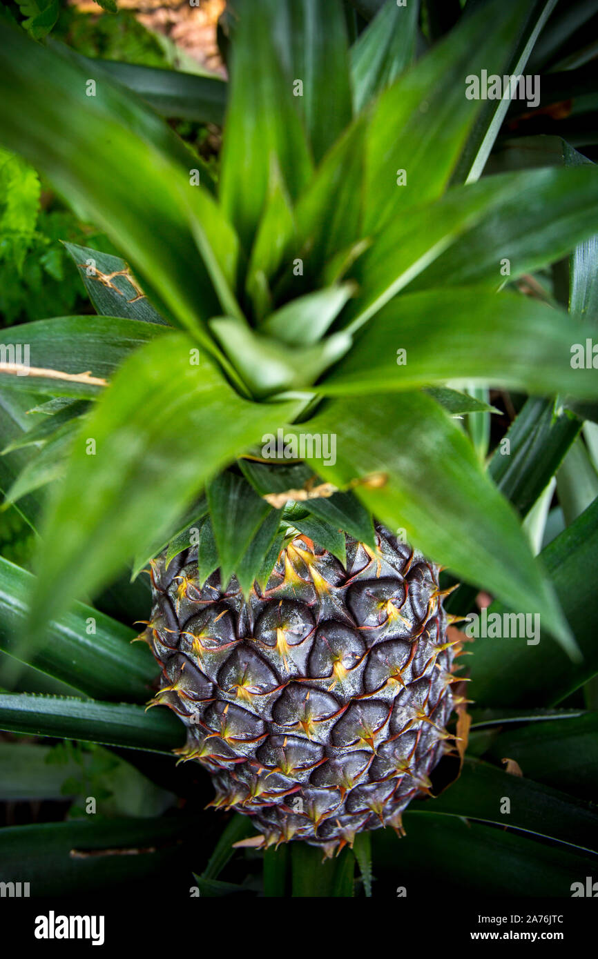 Green Pineapple fruit growing in garden at Madhupur, Tangail