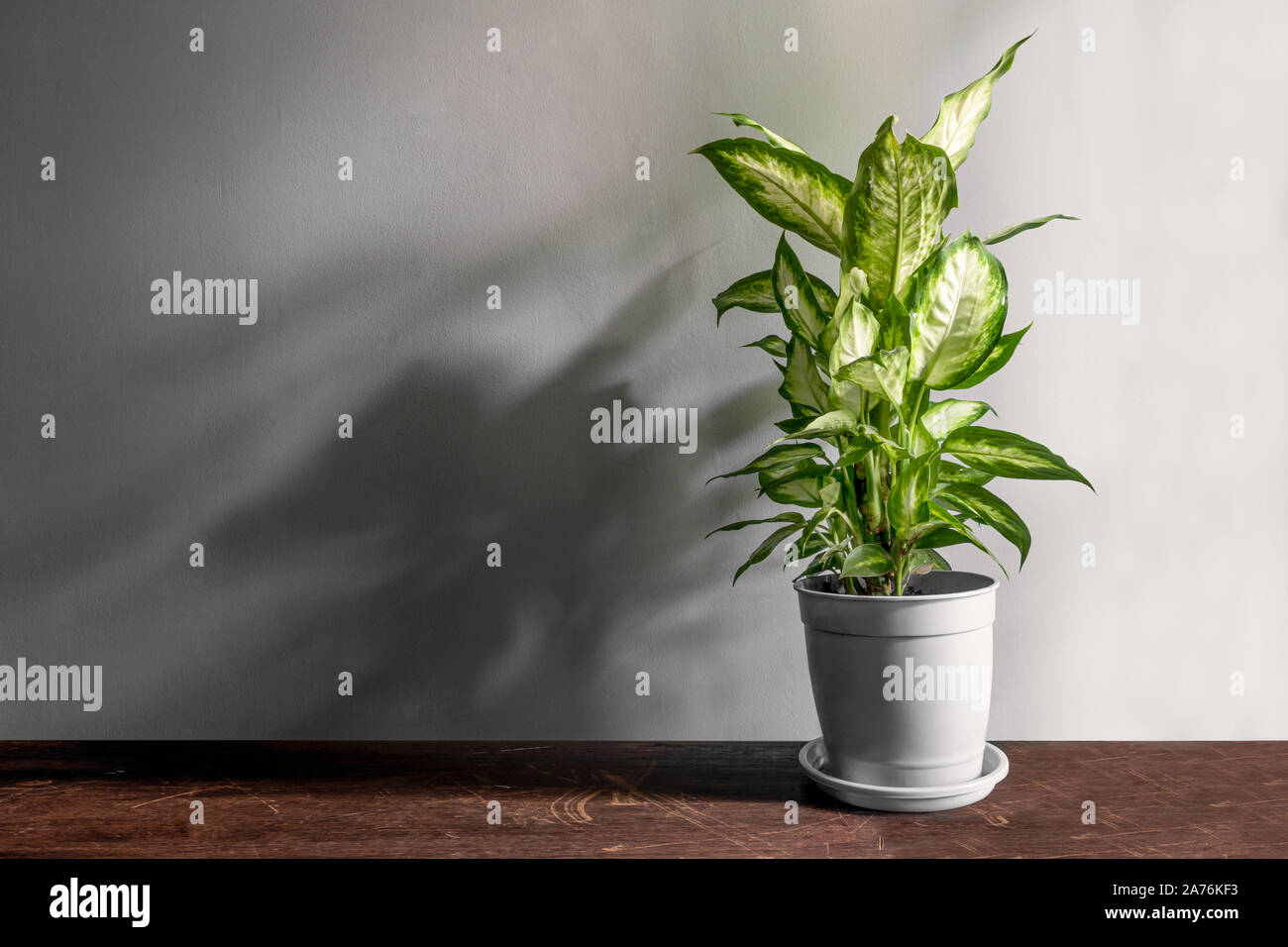Beautiful Dieffenbachia green plant on day white background Stock Photo