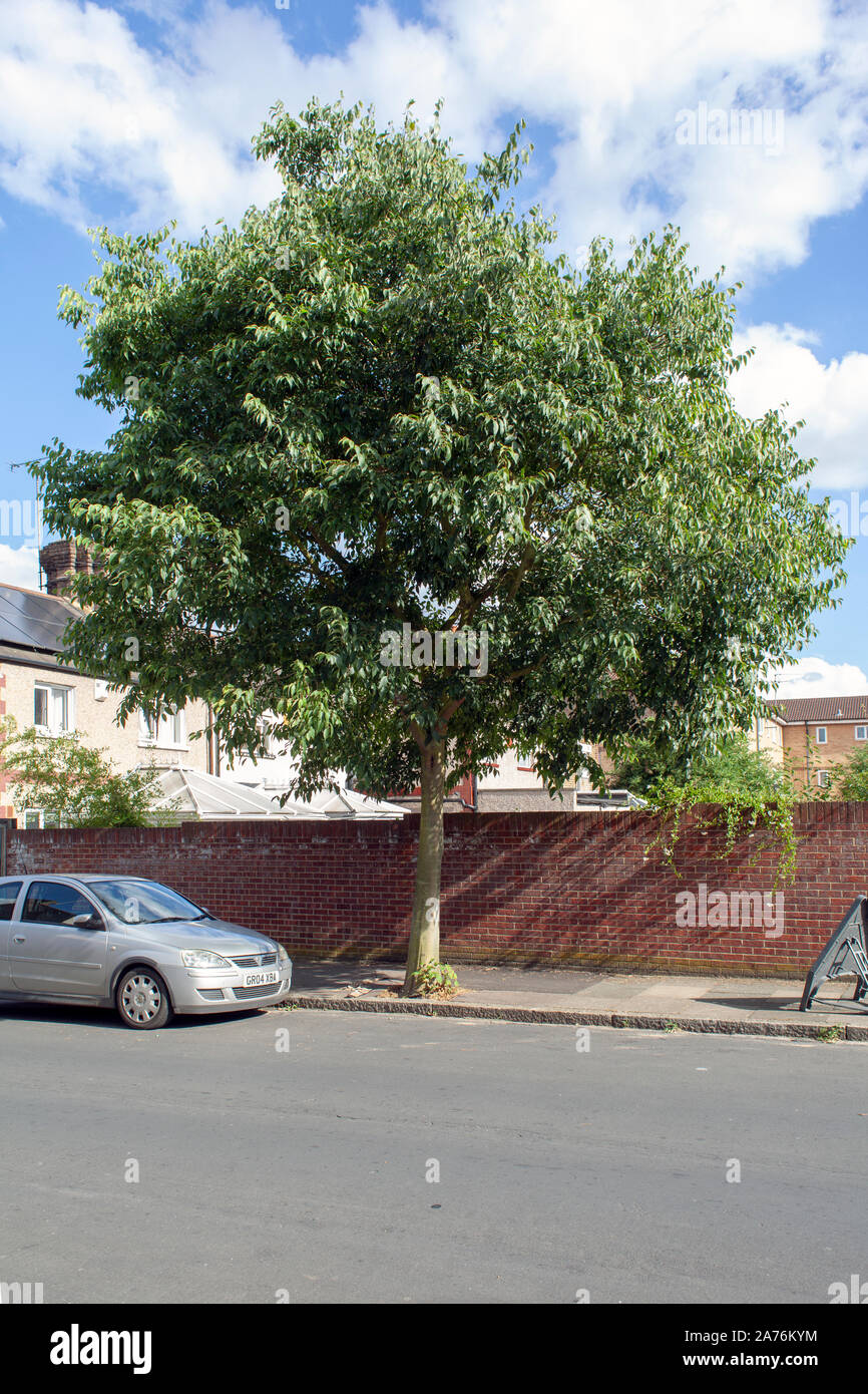 Nettle tree (Celtis australis) street tree, UK Stock Photo