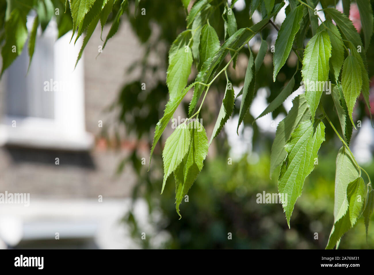 Leaves of a Nettle tree (Celtis australis) street tree, Peckham, London SE15 UK Stock Photo