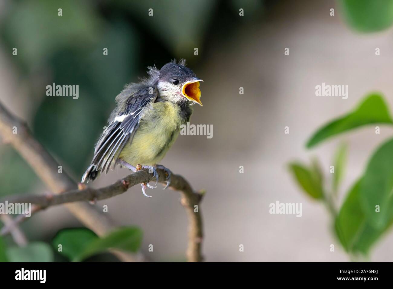 Great tit (Parus major), young bird sitting on a branch begging for food, Tyrol, Austria Stock Photo