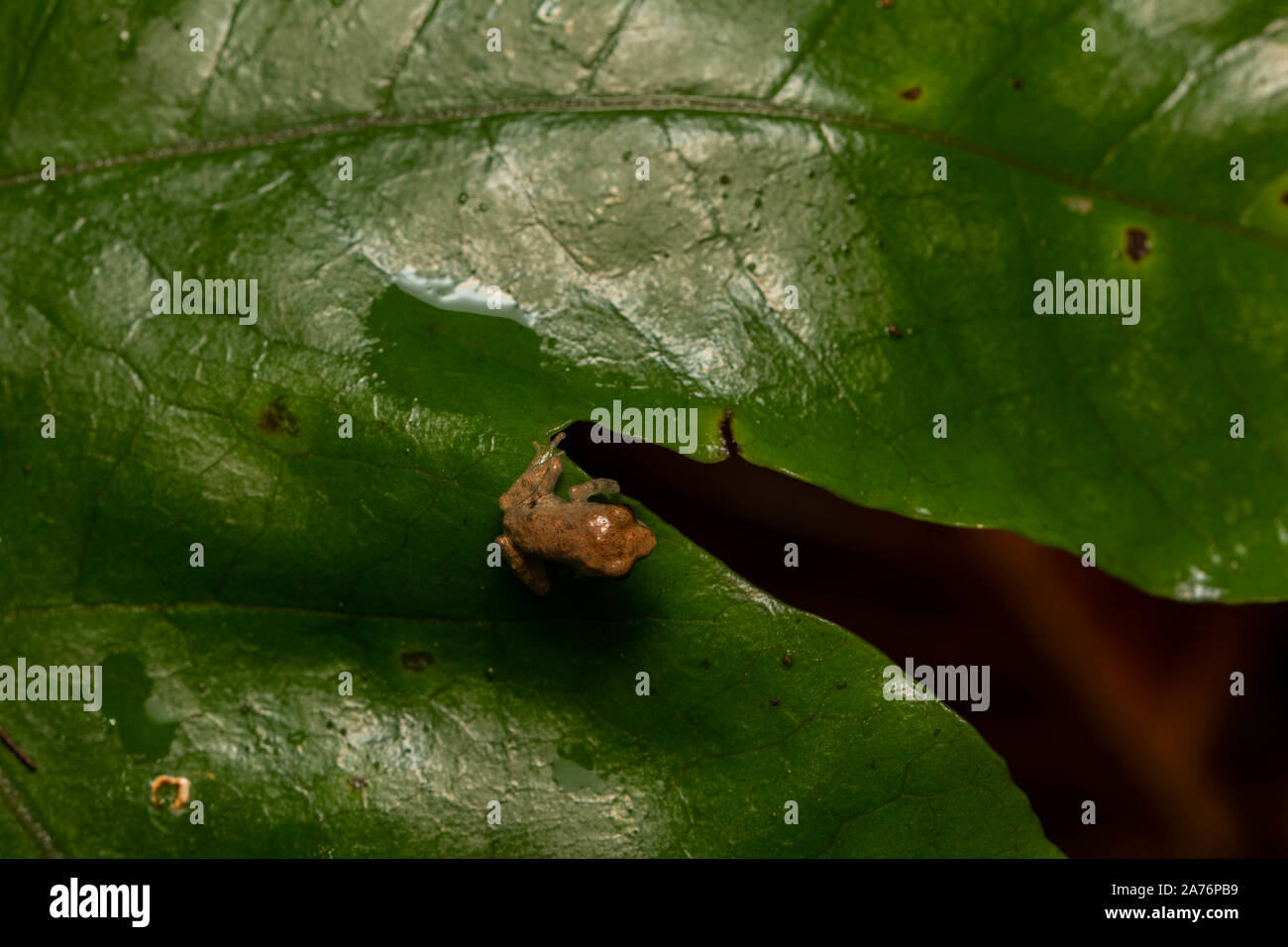 Parvus Roccus Dwarf bushfrog (Raochestes parvulus) from Cúc Phương National Park ...