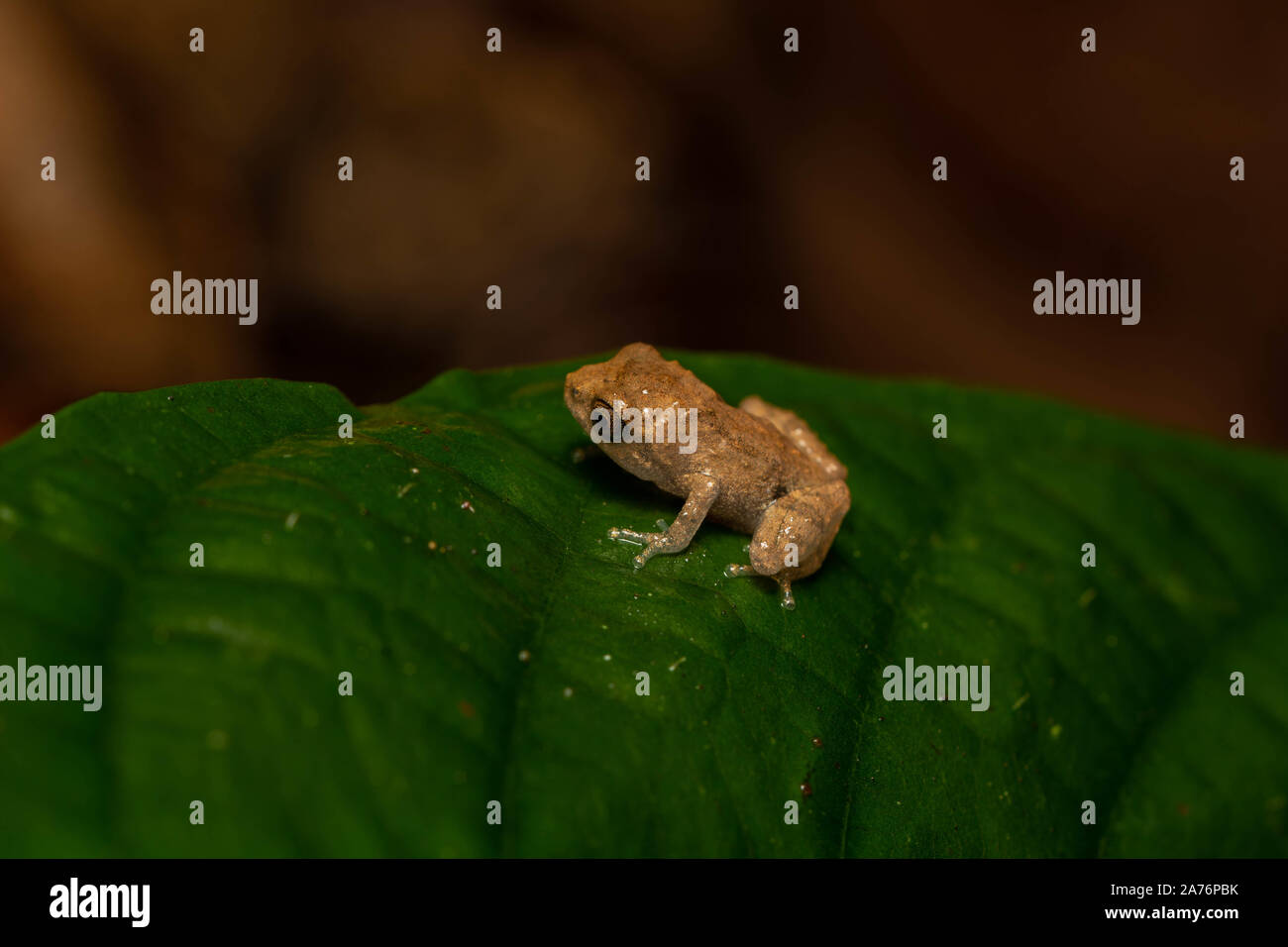 Parvus Roccus Dwarf bushfrog (Raochestes parvulus) from Cúc Phương National Park ...