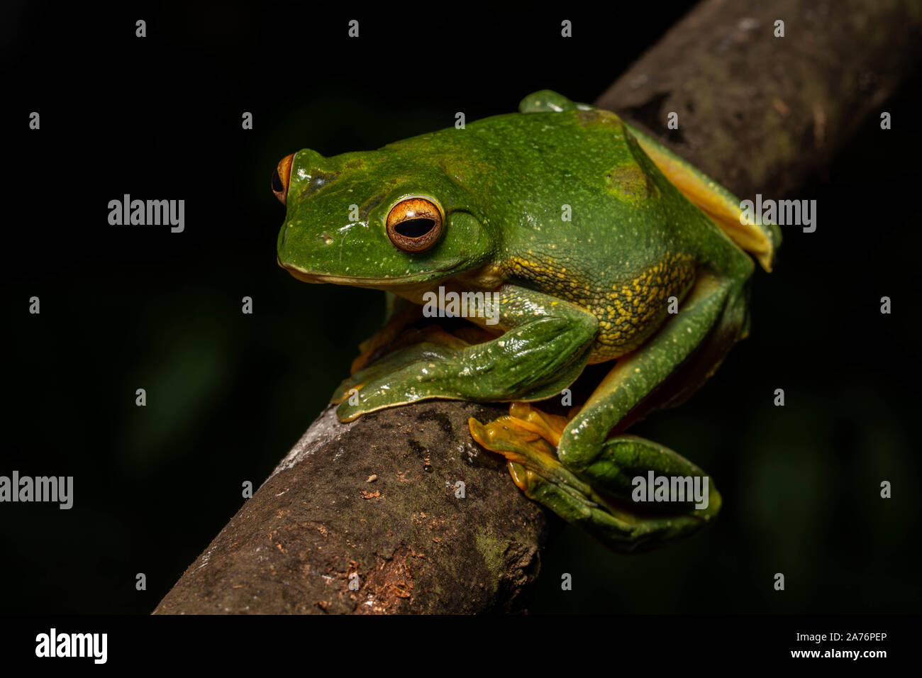 Black-webbed Treefrog (Rhacophorus kio) from Cúc Phương National Park ...