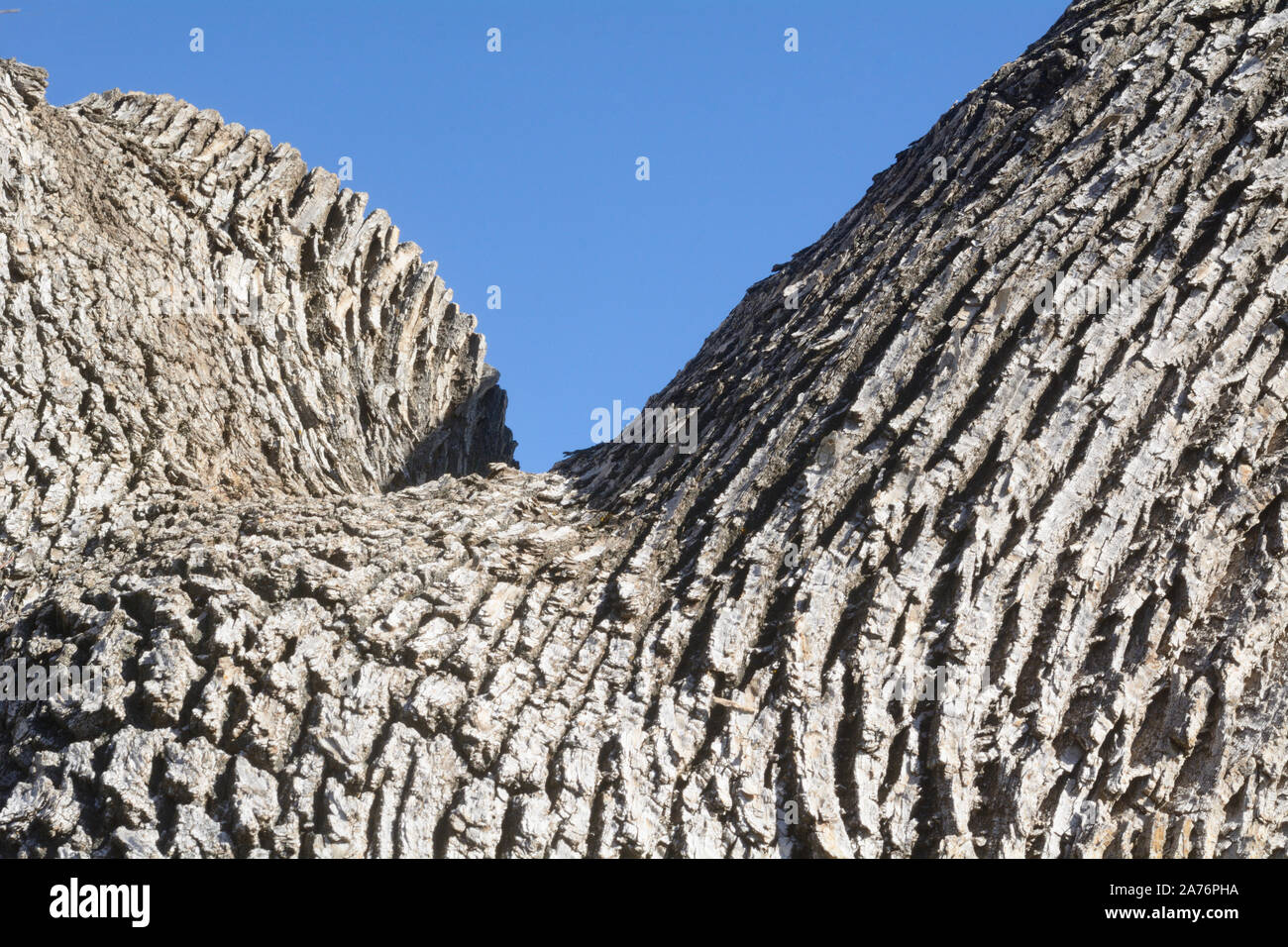Tree bark texture against blue sky of tree with one branch cut off Stock Photo