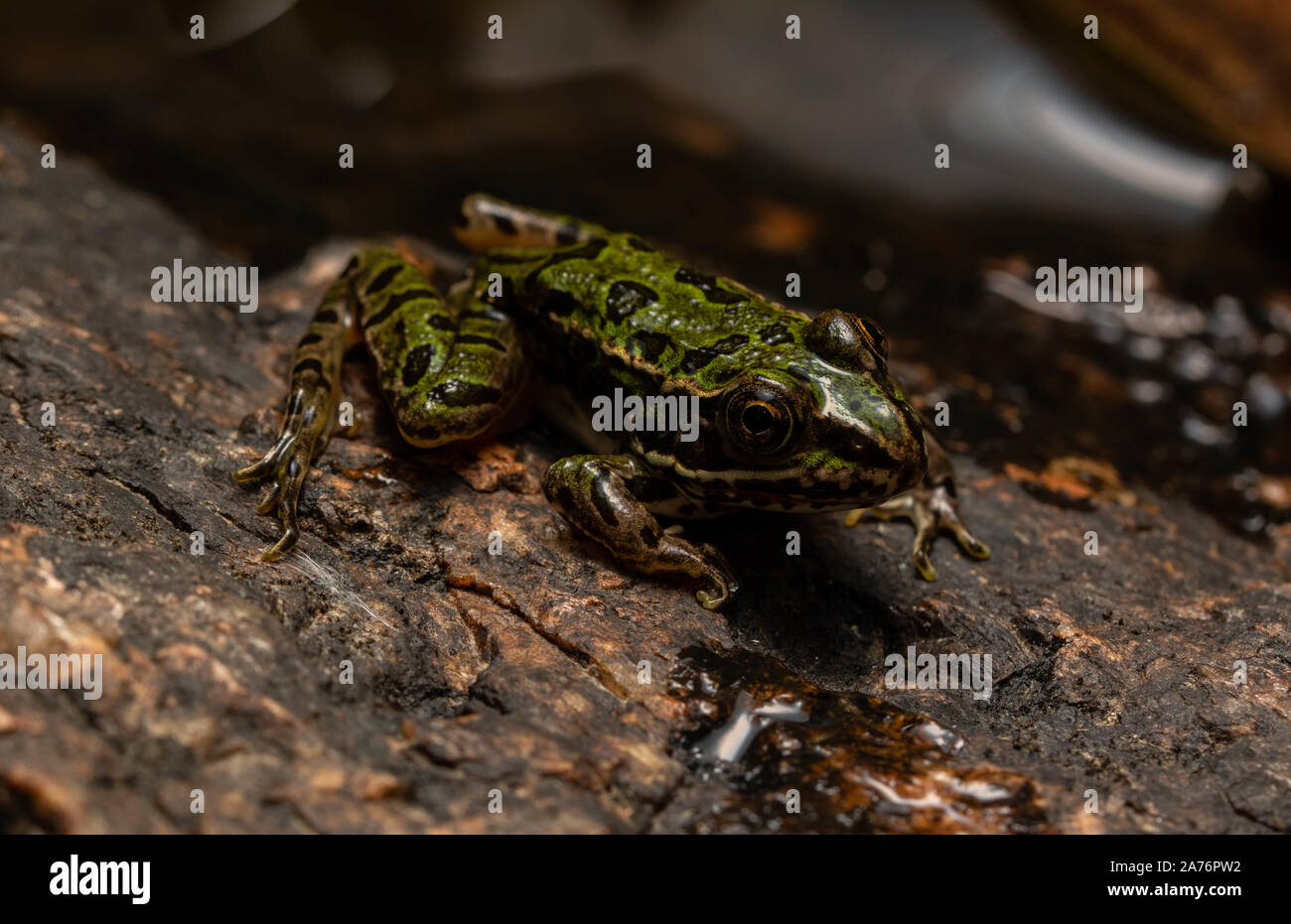 Northern Leopard Frog (Lithobates pipiens) from Jefferson County, Colorado, USA. Stock Photo