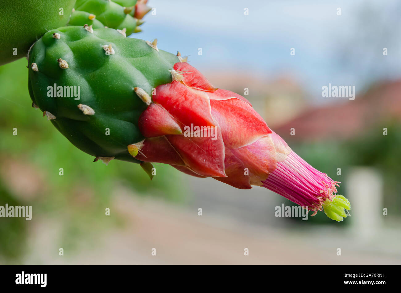 Flower Of Opuntia Cactus Stock Photo Alamy