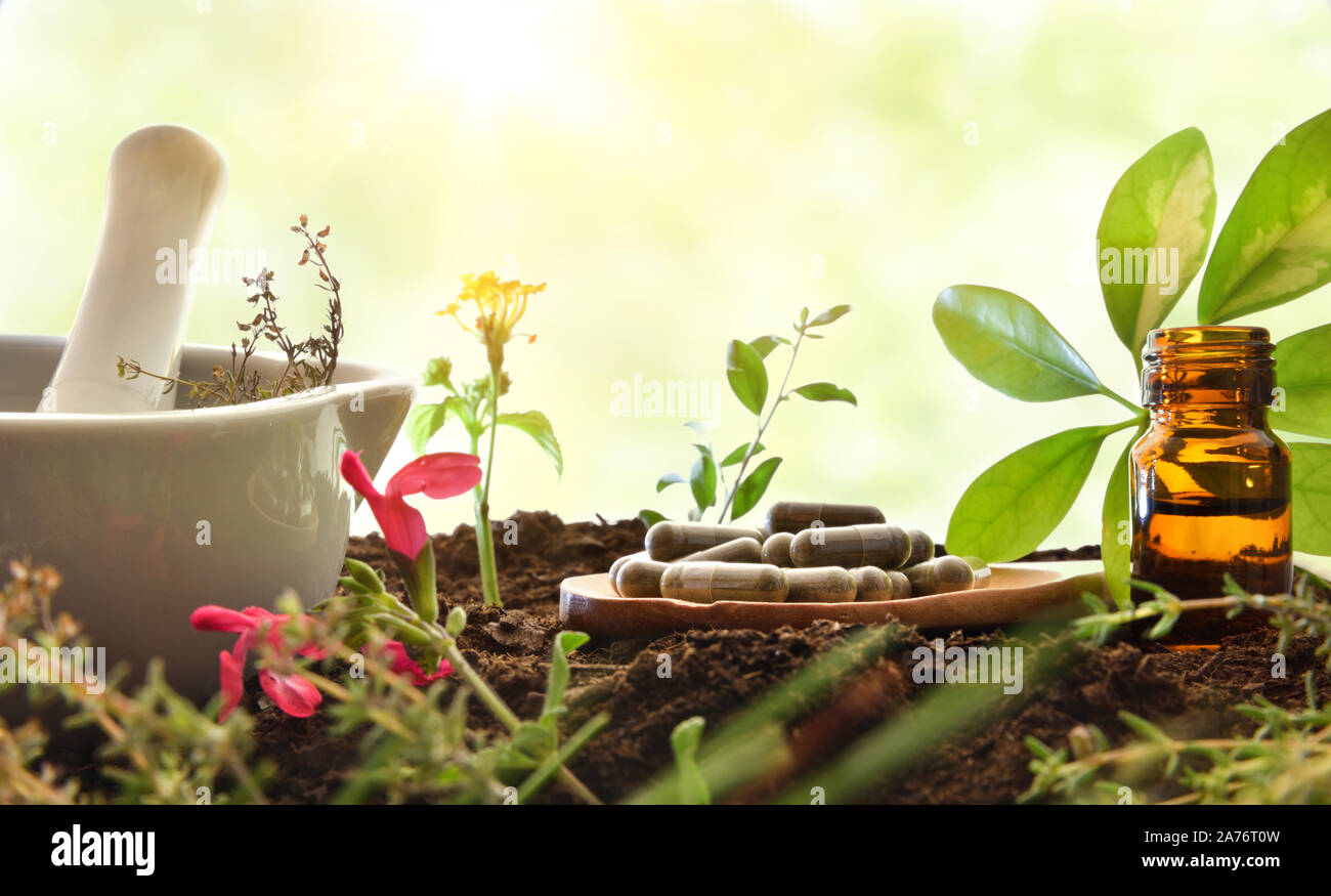 Elaboration of natural plant medicine with mortar, wooden spoon with capsules, dropper bottle and plants on soil. Alternative natural medicine concept Stock Photo