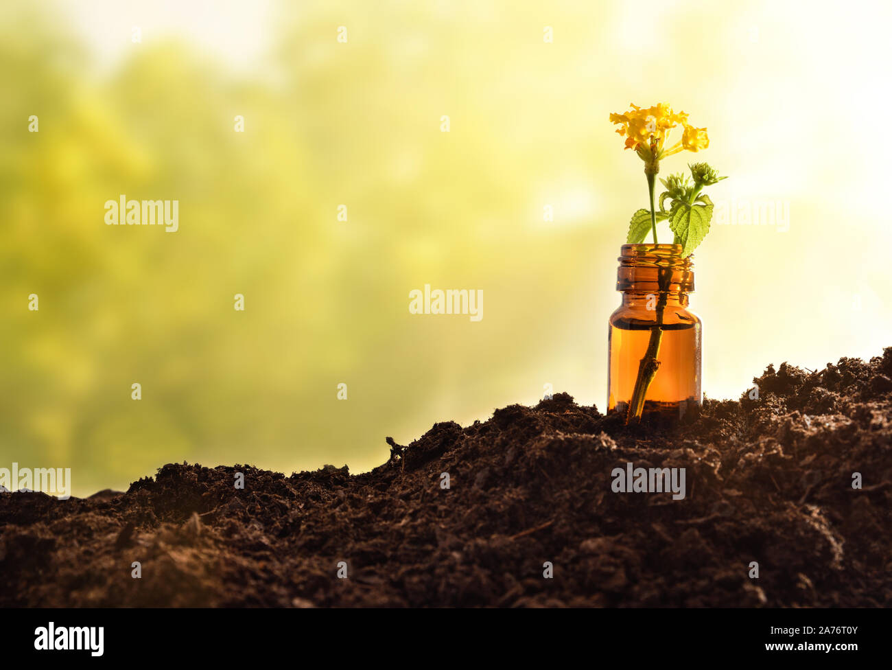 Glass jar with plant with yellow flower inside on soil and green nature background. Alternative natural medicine concept. Front view. Horizontal compo Stock Photo