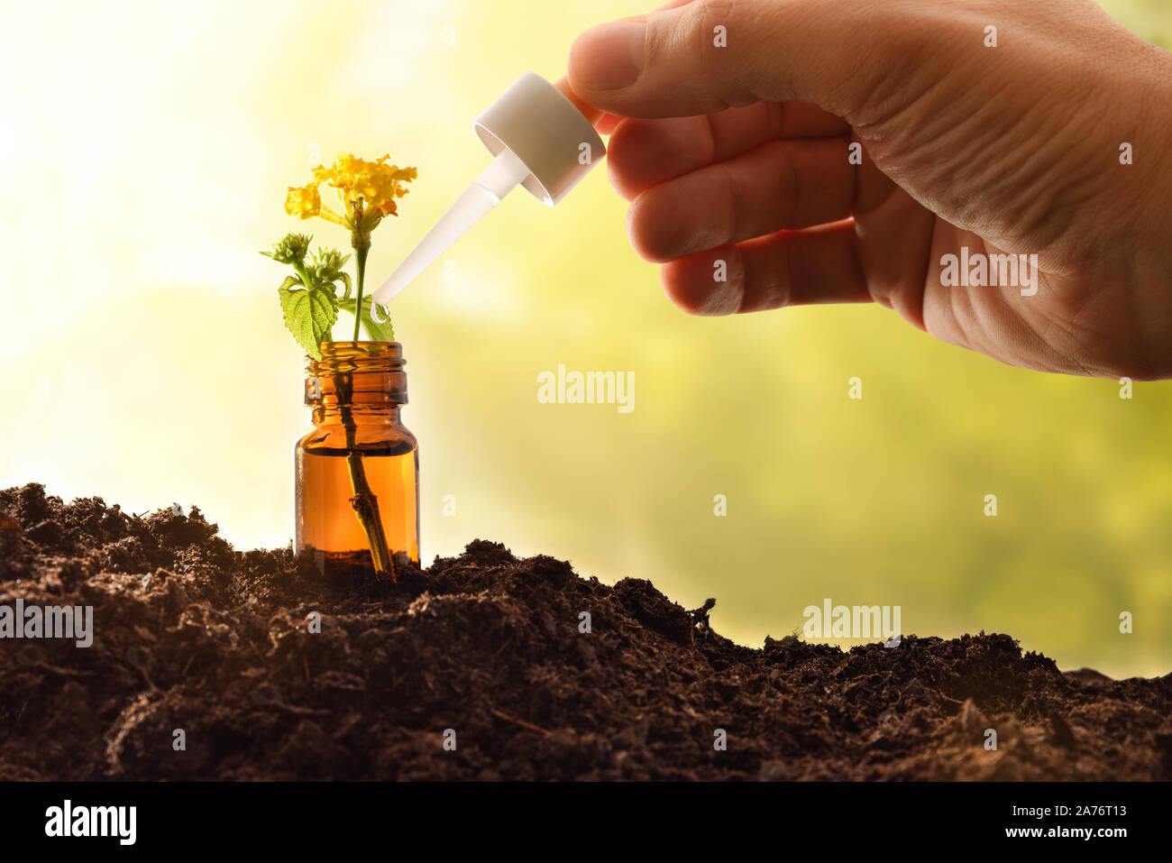 Jar with plant with yellow flower inside on soil and hand dropping with dropper and green nature background. Alternative natural medicine concept. Fro Stock Photo