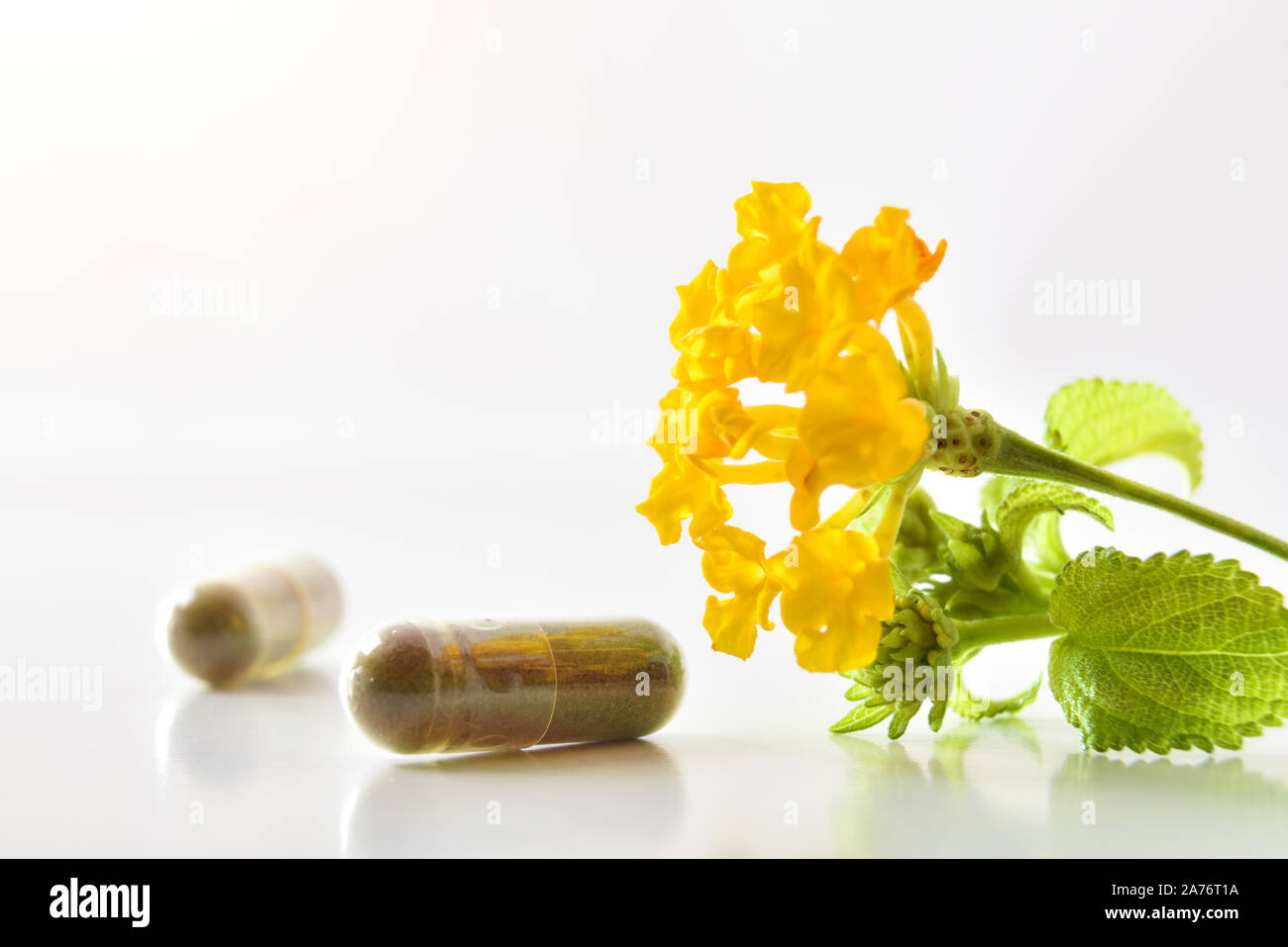 Natural medicine capsules and plant with flowers on white table isolated white. Natural medicine concept. Front view. Horizontal composition. Stock Photo