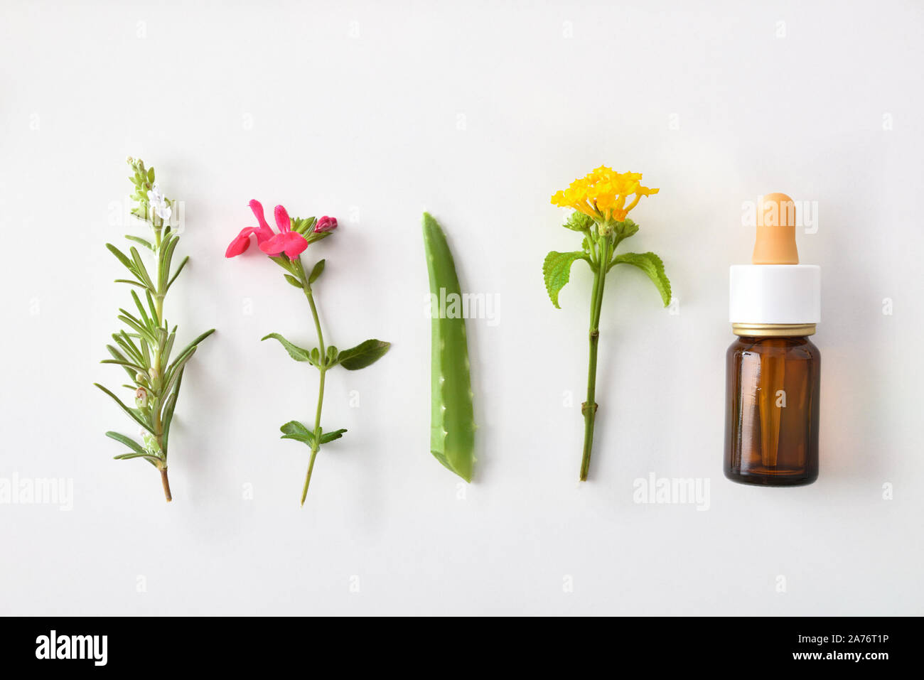 Concept of traditional natural medicine with plants and dropper bottle on white table. Natural medicine concept. Top view. Horizontal composition. Stock Photo