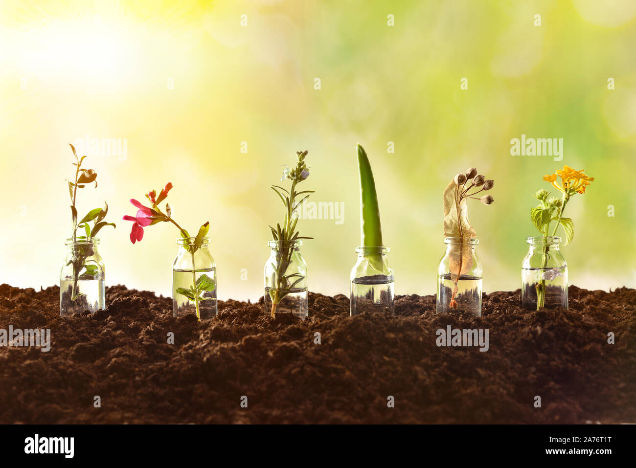 Bottles with essence liquid and plants inside on soil and green nature background. Alternative natural medicine concept. Front view. Horizontal compos Stock Photo