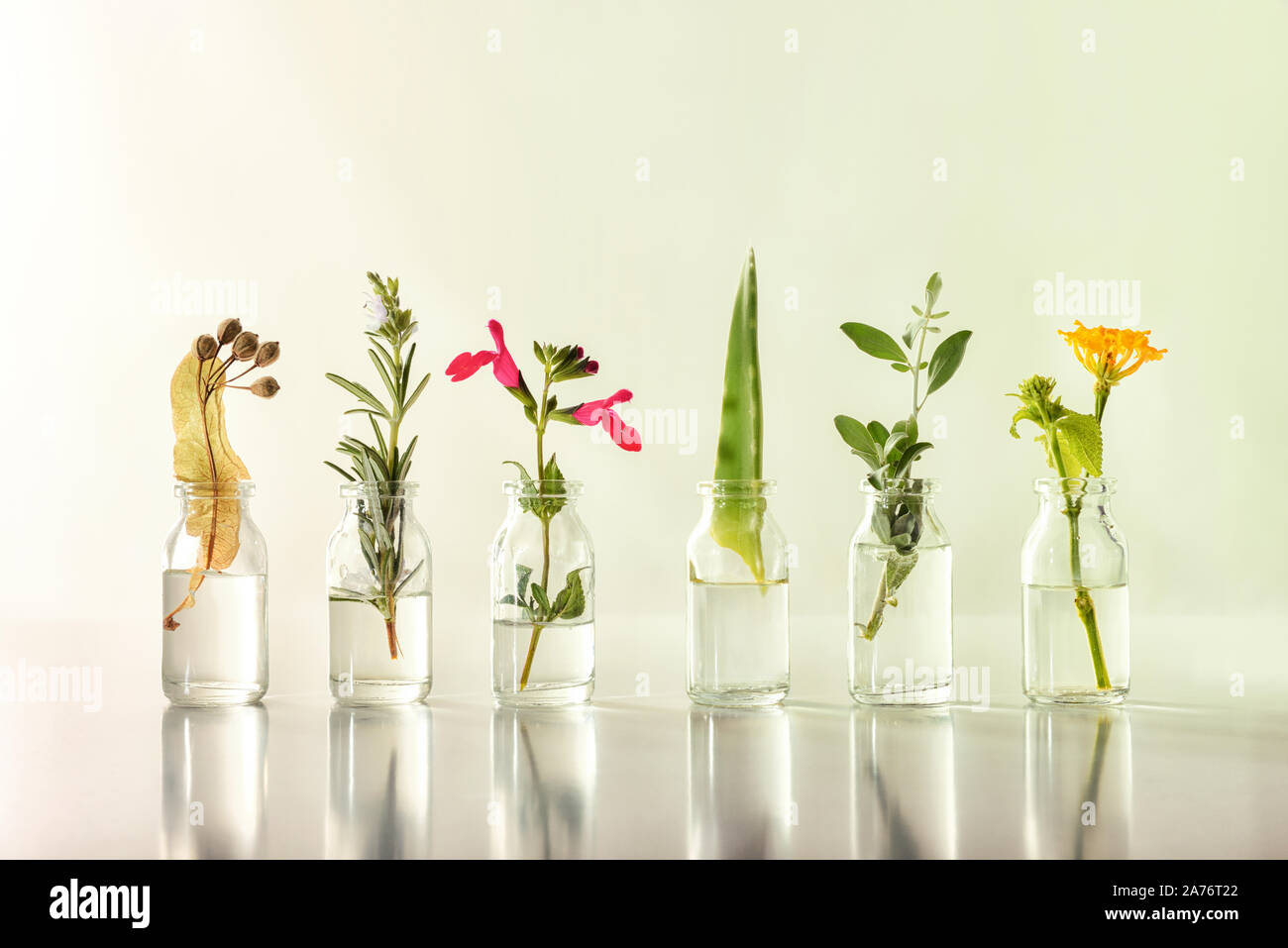 Bottles with essence liquid with plants inside on white table and isolated green gradient background. Alternative natural medicine concept. Front view Stock Photo
