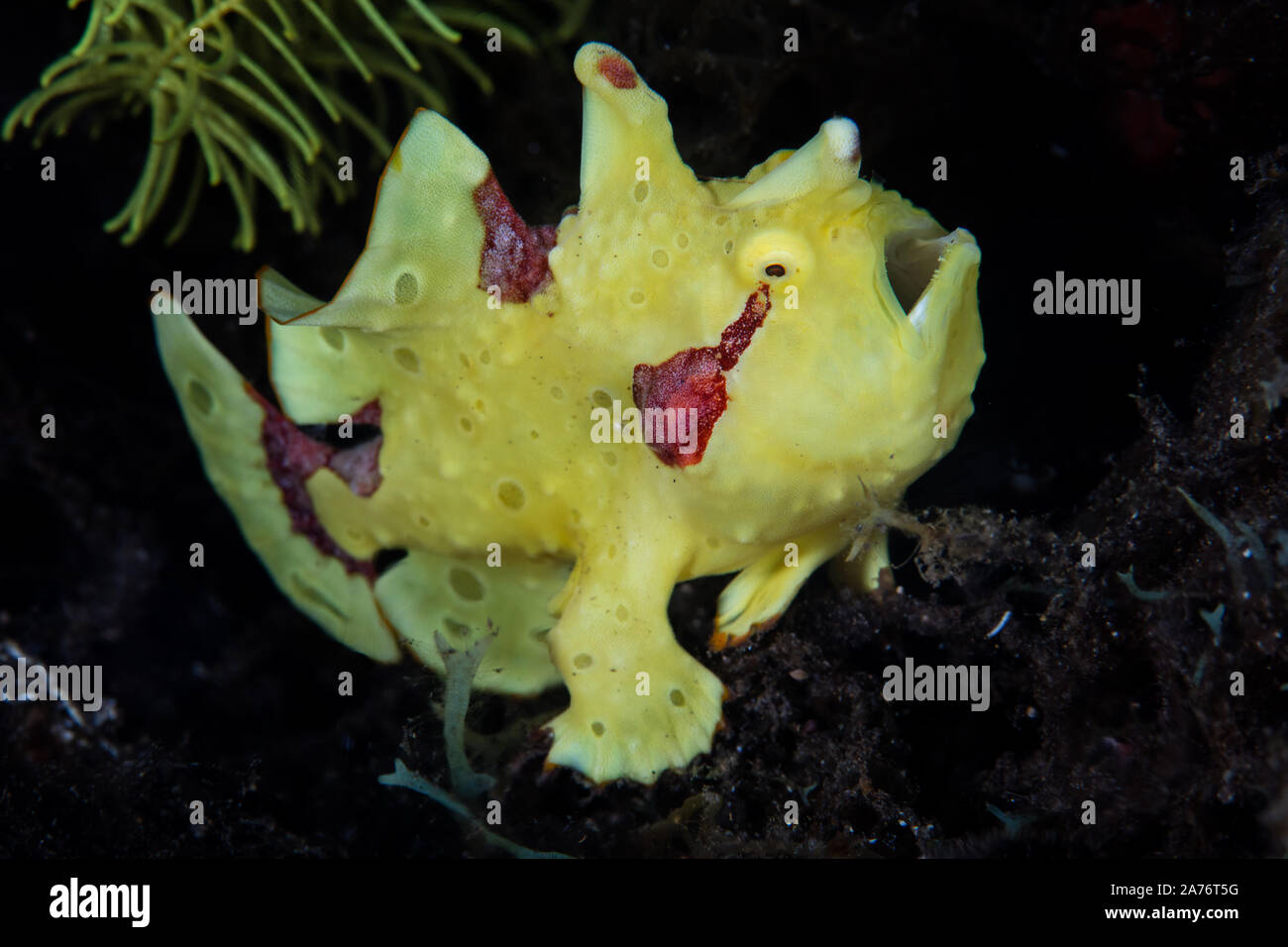 A brightly colored Warty frogfish, Antennarius maculatus, waits to ambush small prey on a black sand slope off Pulau Sangeang in Indonesia. Stock Photo