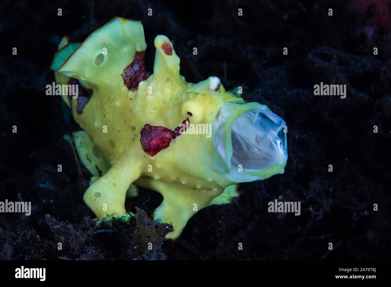 A brightly colored Warty frogfish, Antennarius maculatus, waits to ambush small prey on a black sand slope off Pulau Sangeang in Indonesia. Stock Photo